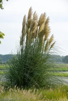 Cortaderia selloana (Pampasgras) - afbeelding 42