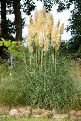 Cortaderia selloana (Pampasgras) - afbeelding 43