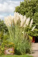 Cortaderia selloana (Pampasgras) - afbeelding 46