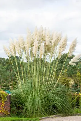 Cortaderia selloana (Pampasgras) - afbeelding 49