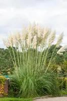 Cortaderia selloana (Pampasgras) - afbeelding 49