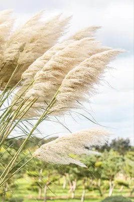 Cortaderia selloana (Pampasgras) - afbeelding 51