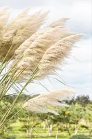 Cortaderia selloana (Pampasgras) - afbeelding 51