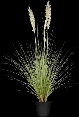Cortaderia selloana (Pampasgras) - afbeelding 3