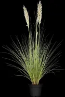 Cortaderia selloana (Pampasgras) - afbeelding 3