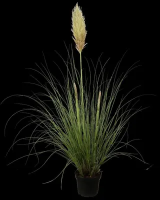 Cortaderia selloana (Pampasgras) - afbeelding 1