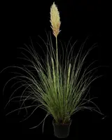 Cortaderia selloana (Pampasgras) - afbeelding 1