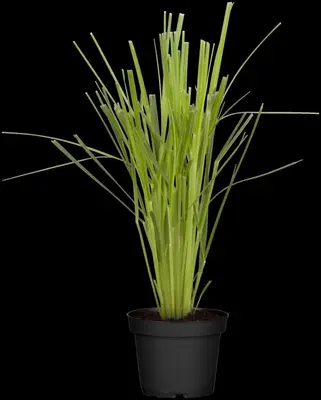 Cortaderia selloana (Pampasgras) - afbeelding 19