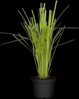 Cortaderia selloana (Pampasgras) - afbeelding 19