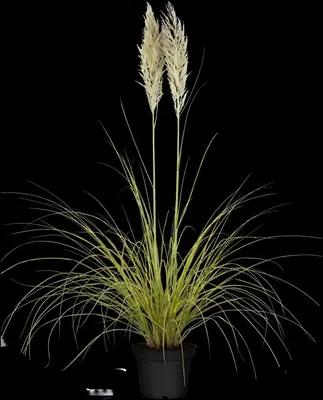 Cortaderia selloana (Pampasgras) - afbeelding 13