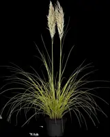 Cortaderia selloana (Pampasgras) - afbeelding 13
