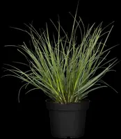 Cortaderia selloana (Pampasgras) - afbeelding 20
