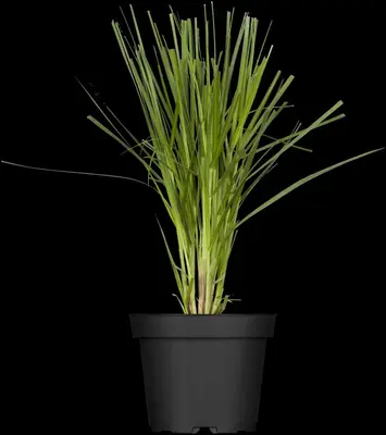 Cortaderia selloana (Pampasgras) - afbeelding 2
