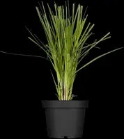 Cortaderia selloana (Pampasgras) - afbeelding 2