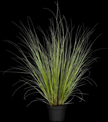 Cortaderia selloana (Pampasgras) - afbeelding 9