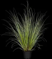 Cortaderia selloana (Pampasgras) - afbeelding 9