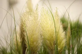 Cortaderia selloana (Pampasgras) - afbeelding 11