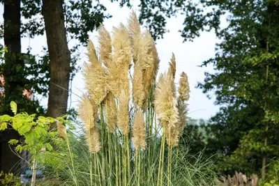 Cortaderia selloana (Pampasgras) - afbeelding 22