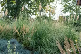 Cortaderia selloana (Pampasgras) - afbeelding 23
