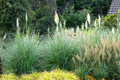 Cortaderia selloana (Pampasgras) - afbeelding 24
