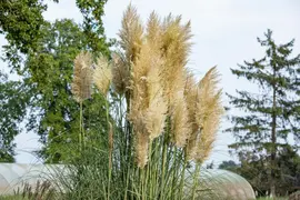 Cortaderia selloana (Pampasgras) - afbeelding 27