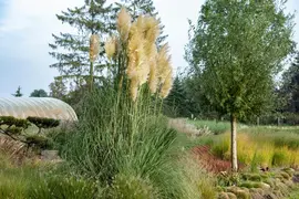 Cortaderia selloana (Pampasgras) - afbeelding 28