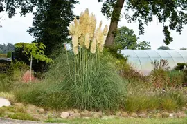 Cortaderia selloana (Pampasgras) - afbeelding 32