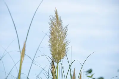 Cortaderia selloana (Pampasgras) - afbeelding 33