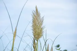Cortaderia selloana (Pampasgras) - afbeelding 33