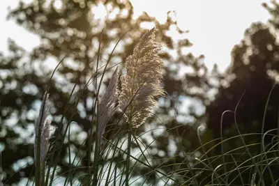 Cortaderia selloana (Pampasgras) - afbeelding 34