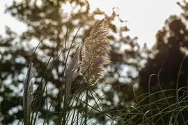 Cortaderia selloana (Pampasgras) - afbeelding 34