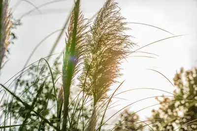 Cortaderia selloana (Pampasgras) - afbeelding 35