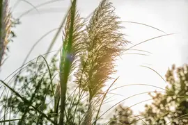 Cortaderia selloana (Pampasgras) - afbeelding 35