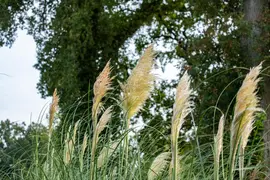 Cortaderia selloana (Pampasgras) - afbeelding 36