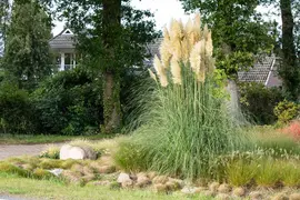 Cortaderia selloana (Pampasgras) - afbeelding 38
