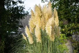 Cortaderia selloana (Pampasgras) - afbeelding 40