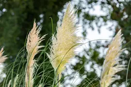 Cortaderia selloana (Pampasgras) - afbeelding 41