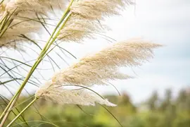 Cortaderia selloana (Pampasgras) - afbeelding 44