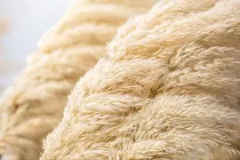 Cortaderia selloana (Pampasgras) - afbeelding 45