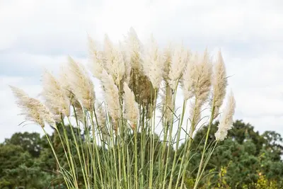 Cortaderia selloana (Pampasgras) - afbeelding 47