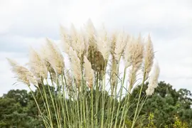 Cortaderia selloana (Pampasgras) - afbeelding 47