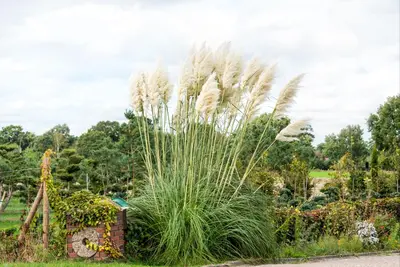 Cortaderia selloana (Pampasgras) - afbeelding 48