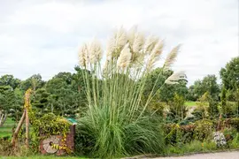 Cortaderia selloana (Pampasgras) - afbeelding 48
