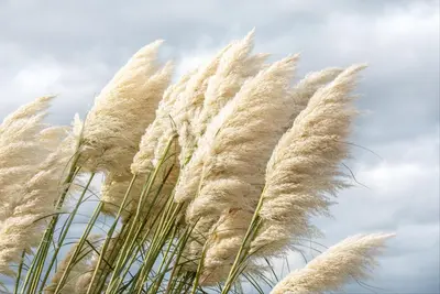 Cortaderia selloana (Pampasgras) - afbeelding 50