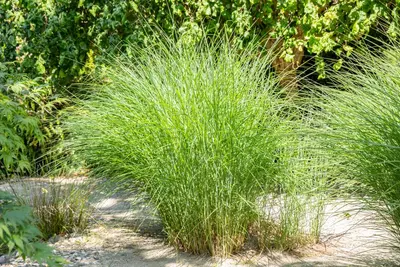 Cortaderia selloana (Pampasgras) - afbeelding 52