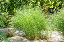 Cortaderia selloana (Pampasgras) - afbeelding 52