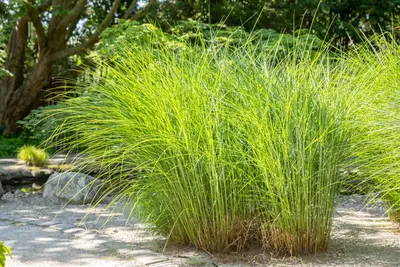 Cortaderia selloana (Pampasgras) - afbeelding 53