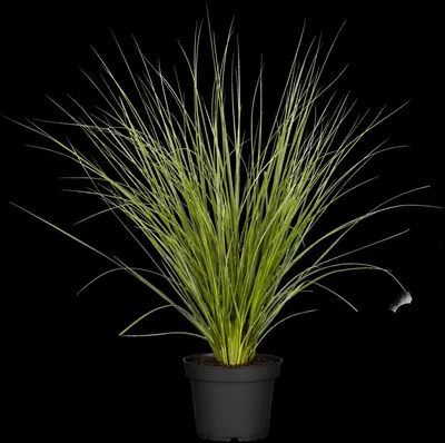 Cortaderia selloana (Pampasgras) - afbeelding 4