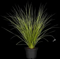 Cortaderia selloana (Pampasgras) - afbeelding 4