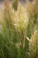 Cortaderia selloana 'Pumila' (Pampasgras 'Pumila') - afbeelding 1